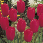 Tulip Late flowering 'Kingsblood'